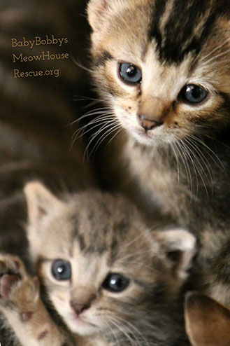Cute Tabby Kittens Photograph Photograph of Cute Tabby Kittens