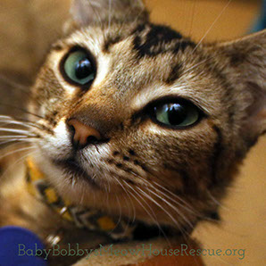Cat Rescue Beautiful Tabby with Green Eyes