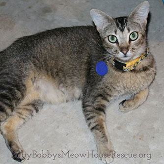 Cat Rescue Tabby Photo