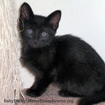 Black Kitten with Cat Scratcher Photo
