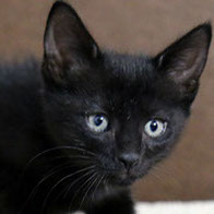 Support BBMHRescue Cat Fundraiser Donations Kitten Photo
