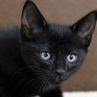 Support BBMHRescue Cat Fundraiser Donations Kitten Photo