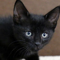 Support BBMHRescue Cat Fundraiser Donations Kitten Photo