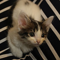 Support BBMHRescue Cat Fundraiser Donations Kitten Photo