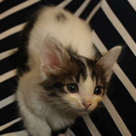 Support BBMHRescue Cat Fundraiser Donations Kitten Photo