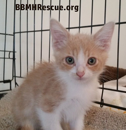Cat Rescue Orange Kitten Image Donations Needed