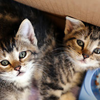 Support BBMHRescue Cat Fundraiser Donations Kitten Photo