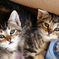 Support BBMHRescue Cat Fundraiser Donations Kitten Photo