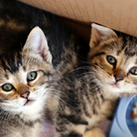 Support BBMHRescue Cat Fundraiser Donations Kitten Photo