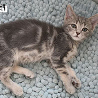 Support BBMHRescue Cat Fundraiser Donations Kitten Photo