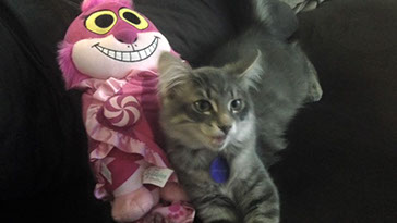 Fuzzy gray kitten with pink cat toy