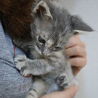 Support BBMHRescue Cat Fundraiser Donations Kitten Photo