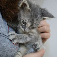 Support BBMHRescue Cat Fundraiser Donations Kitten Photo