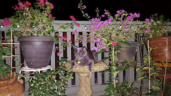 Gray rescue cat sitting in bird bath in balcony garden Gray rescue cat sitting in bird bath in balcony garden