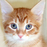 Support BBMHRescue Cat Fundraiser Donations Kitten Photo