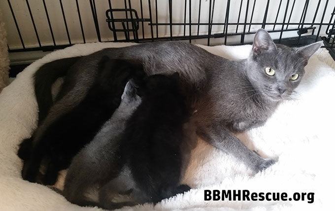 Mother Cat with Nursing Kittens Image Donations Needed
