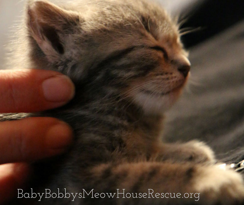 Cute Tabby Kitten Photo BBMHRescue Image Picture