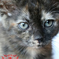 Support BBMHRescue Cat Fundraiser Donations Kitten Photo