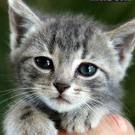Support BBMHRescue Cat Fundraiser Donations Kitten Photo