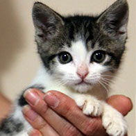 Support BBMHRescue Cat Fundraiser Donations Kitten Photo