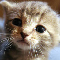 Support BBMHRescue Cat Fundraiser Donations Kitten Photo