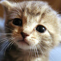 Support BBMHRescue Cat Fundraiser Donations Kitten Photo