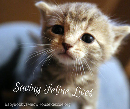 BBMHRescue Saving Feline Lives Kitten Photo Image