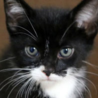 Support BBMHRescue Cat Fundraiser Donations Kitten Photo