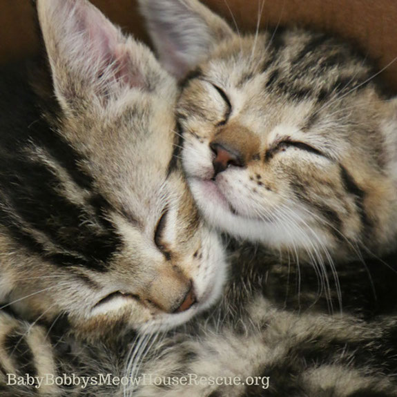 Cute Tabby Kittens Snuggled Nap Sleeping Photo