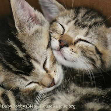 Cute Tabby Kittens Snuggled Nap Sleeping Photo