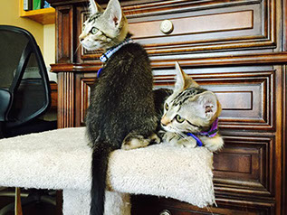 Two Tabby Kittens Adopted in Forever Home! Two Tabby Kittens Adopted in Forever Home!