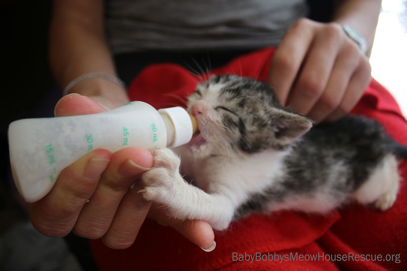 Bottle Baby Kitten being hand fed by Cat Rescue Volunteer