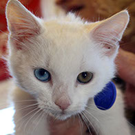 Support BBMHRescue Cat Fundraiser Donations Kitten Photo